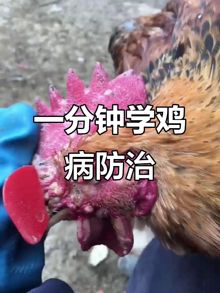 鸡病诊断与治疗方案全解析,一分钟学会常见疾病应对
