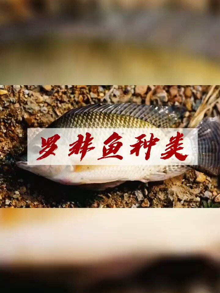 涨姿势了,7种罗非鱼,你认识几种?