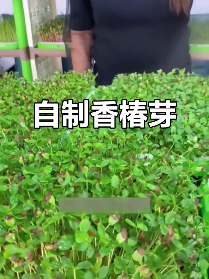 香椿芽苗菜,轻松在家种植,二十天就能吃到美味