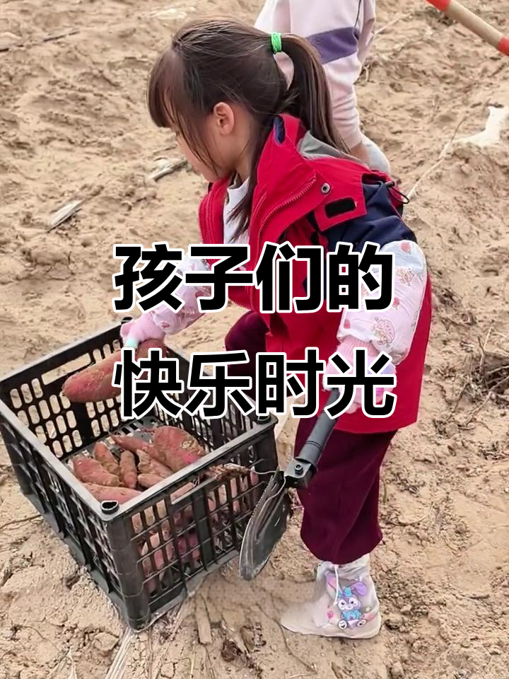 小朋友挖红薯卖钱,银外幼儿园活动超有趣