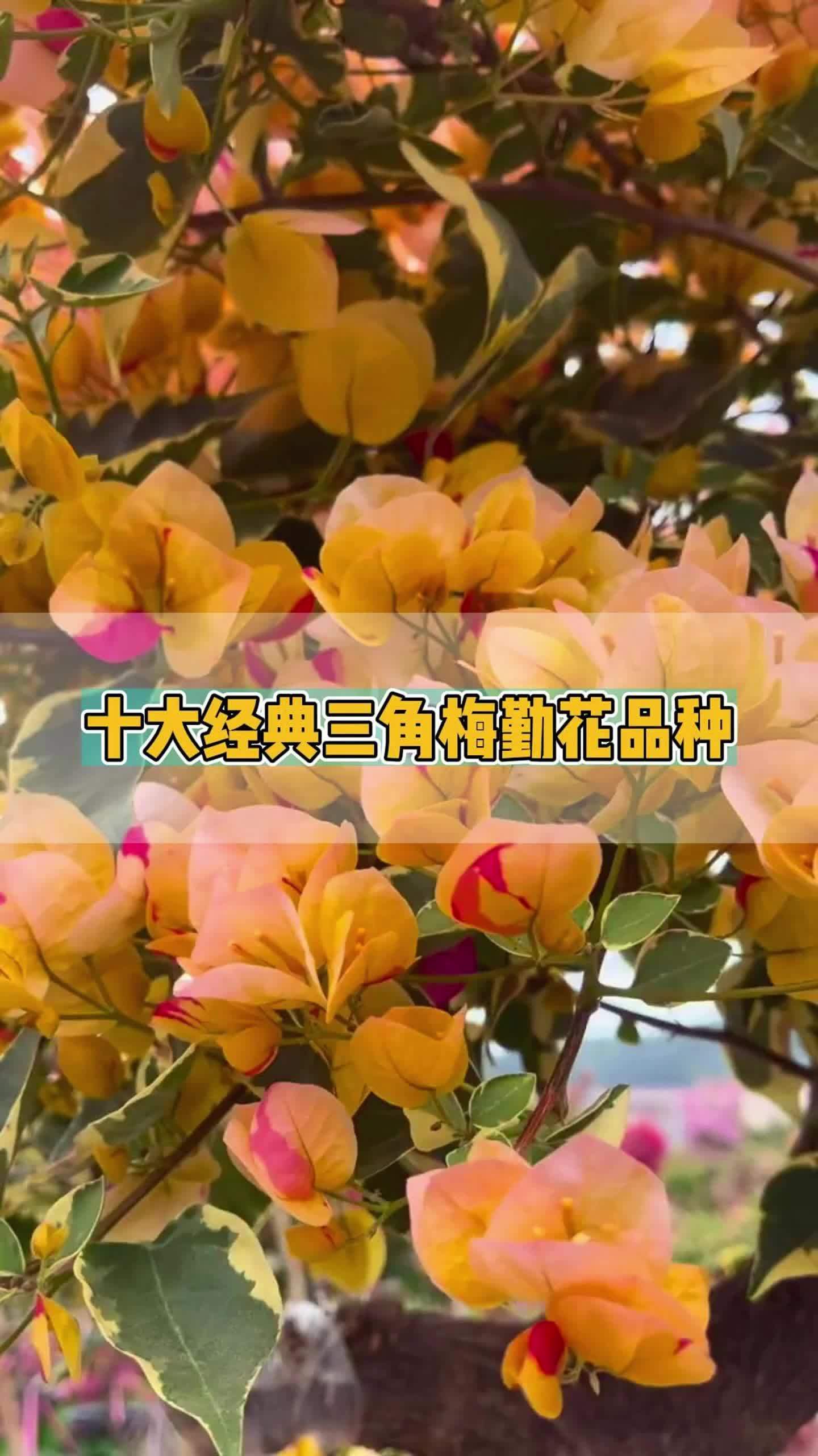 十大经典三角梅勤花品种 三角梅 三角梅勤花品种