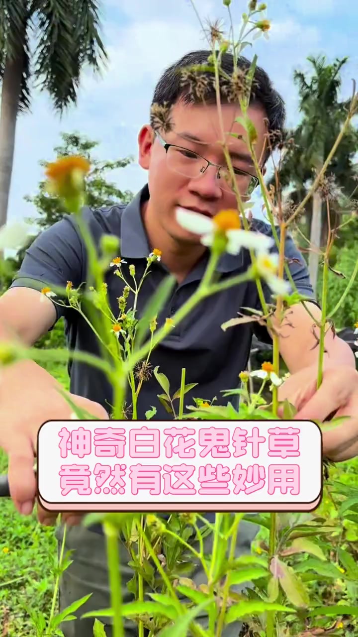 神奇白花鬼针草,竟然有这些妙用