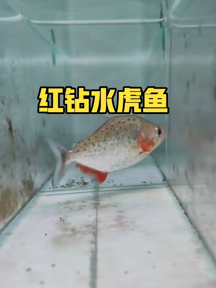 红钻水虎鱼