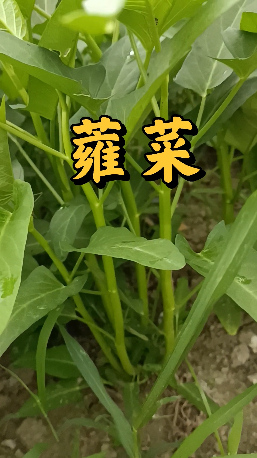 蕹菜!普通名空心菜,别名藤藤菜!味甘!性