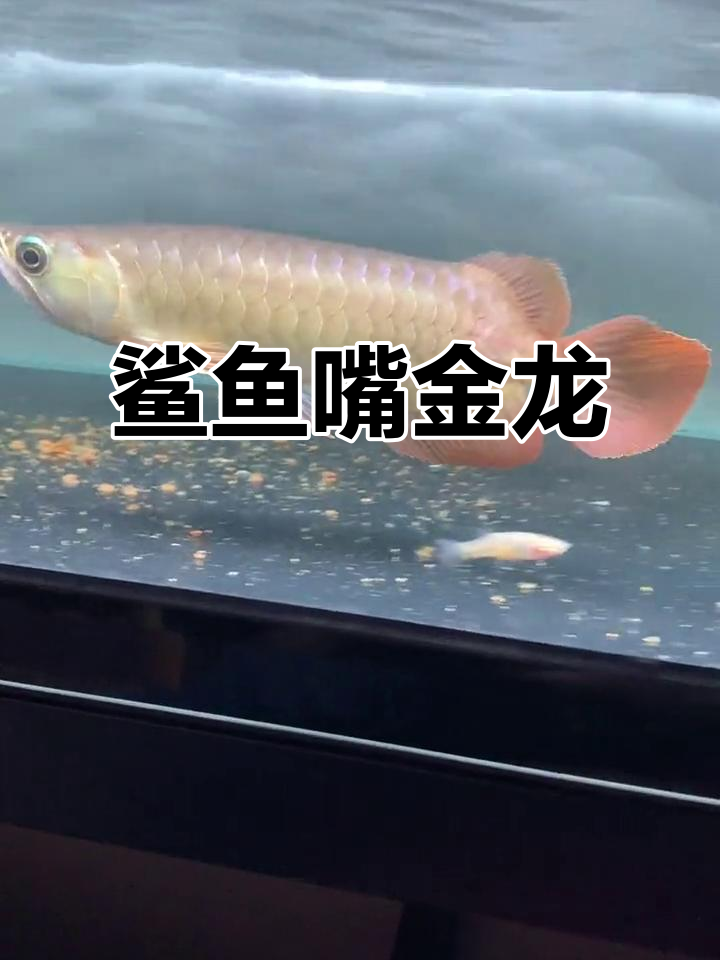 鲨鱼嘴龙鱼:猛烈状态,完美胸鳍