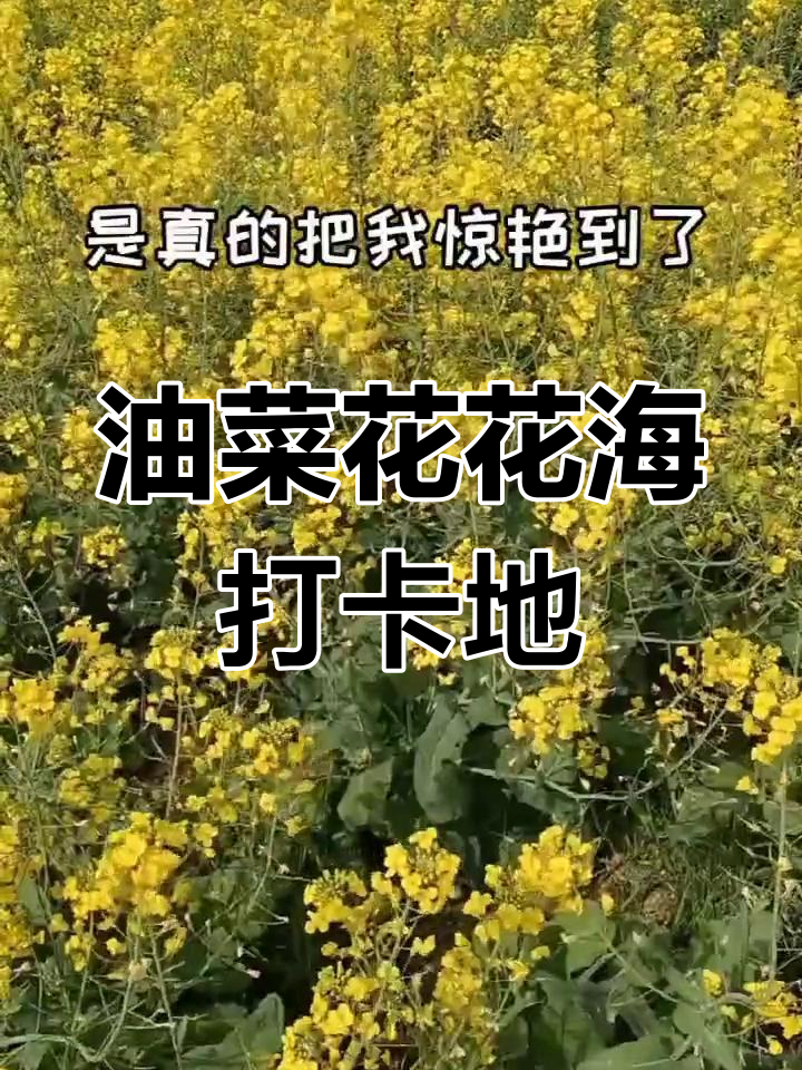 武汉周边油菜花海,卡通老虎与乌篷船的田园之旅