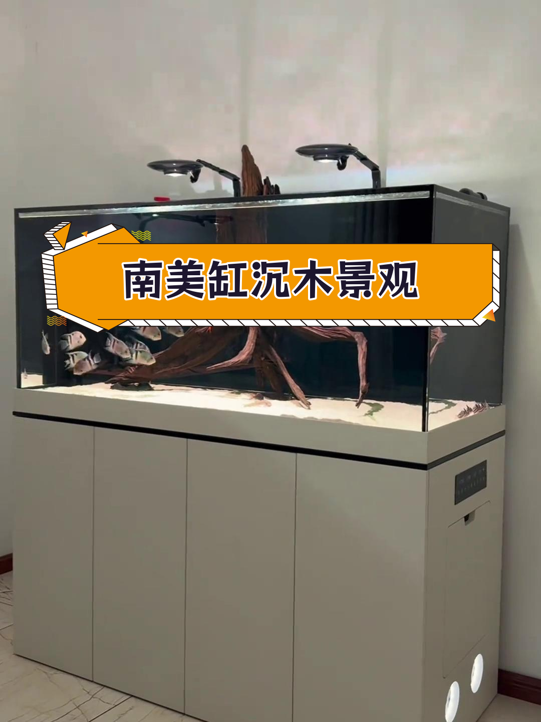 探索南美水族新奇景,沉木造景与二线黑云鱼