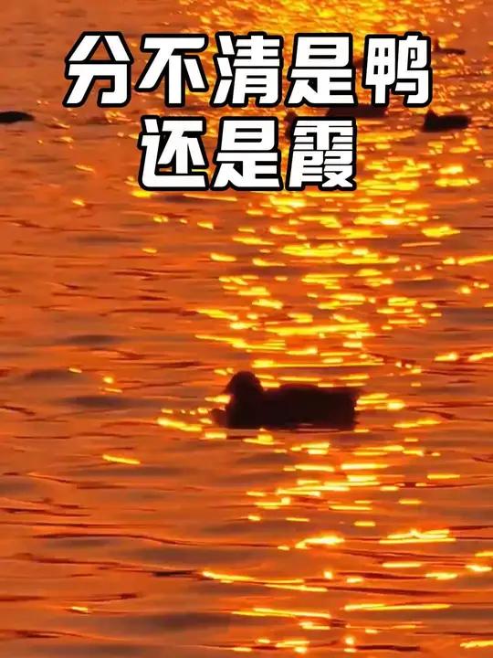 二年级上册语文园地七,分不清是鸭还是霞 二年级 二年级语文 每天学习一点点 家长收藏孩子受