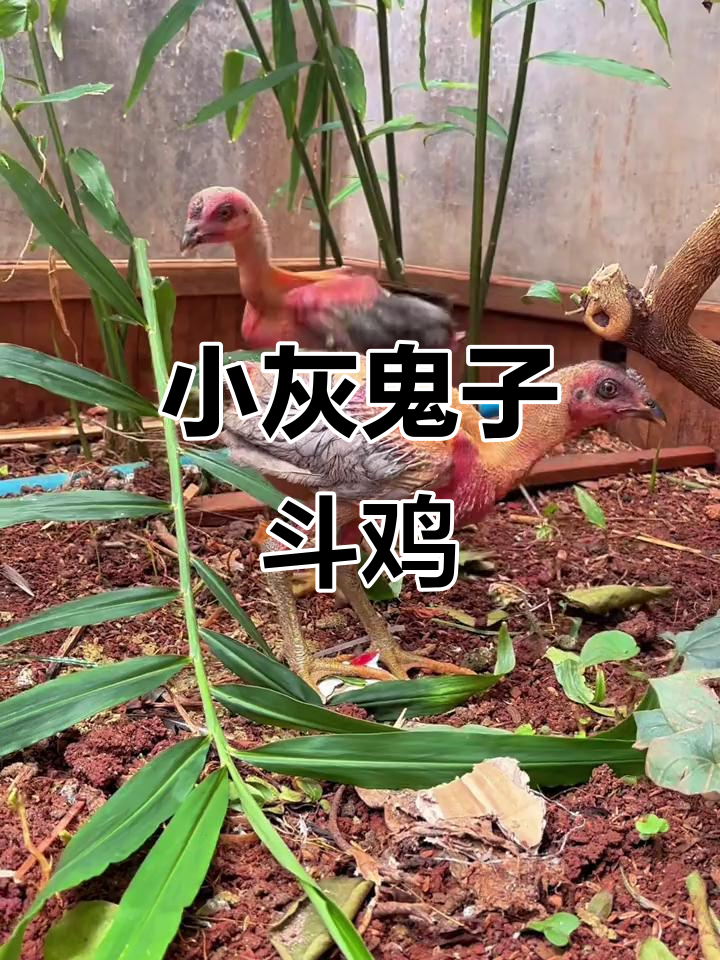 2斤小灰鬼子斗鸡，激烈对决一触即发