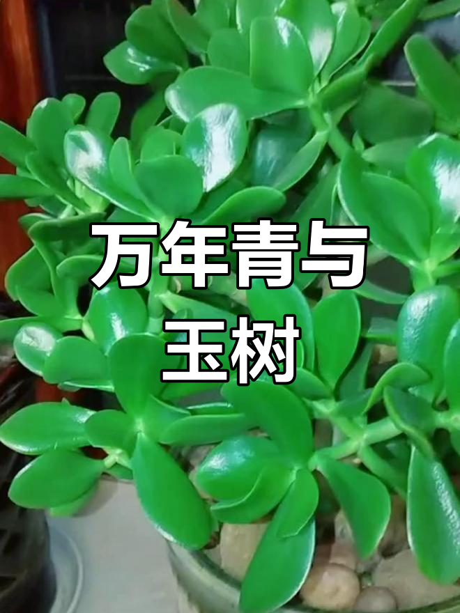 玉树多肉植物,万年青的美丽传说
