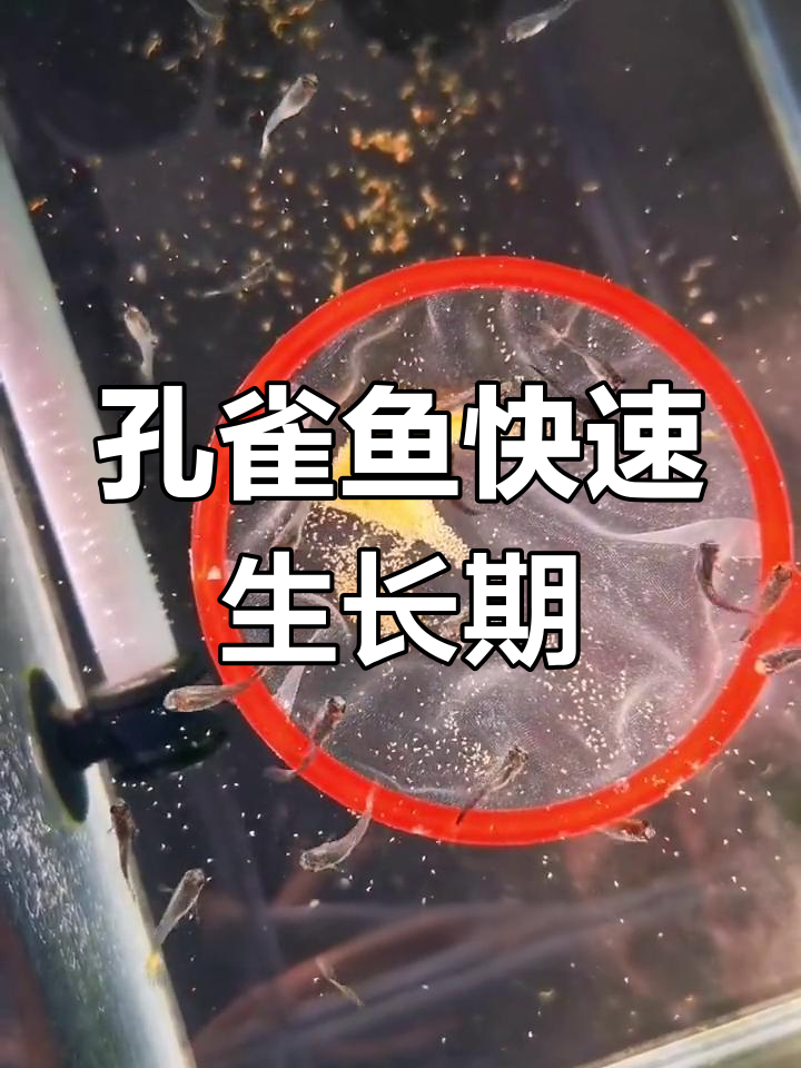 孔雀鱼发色真相:30天能变色吗?