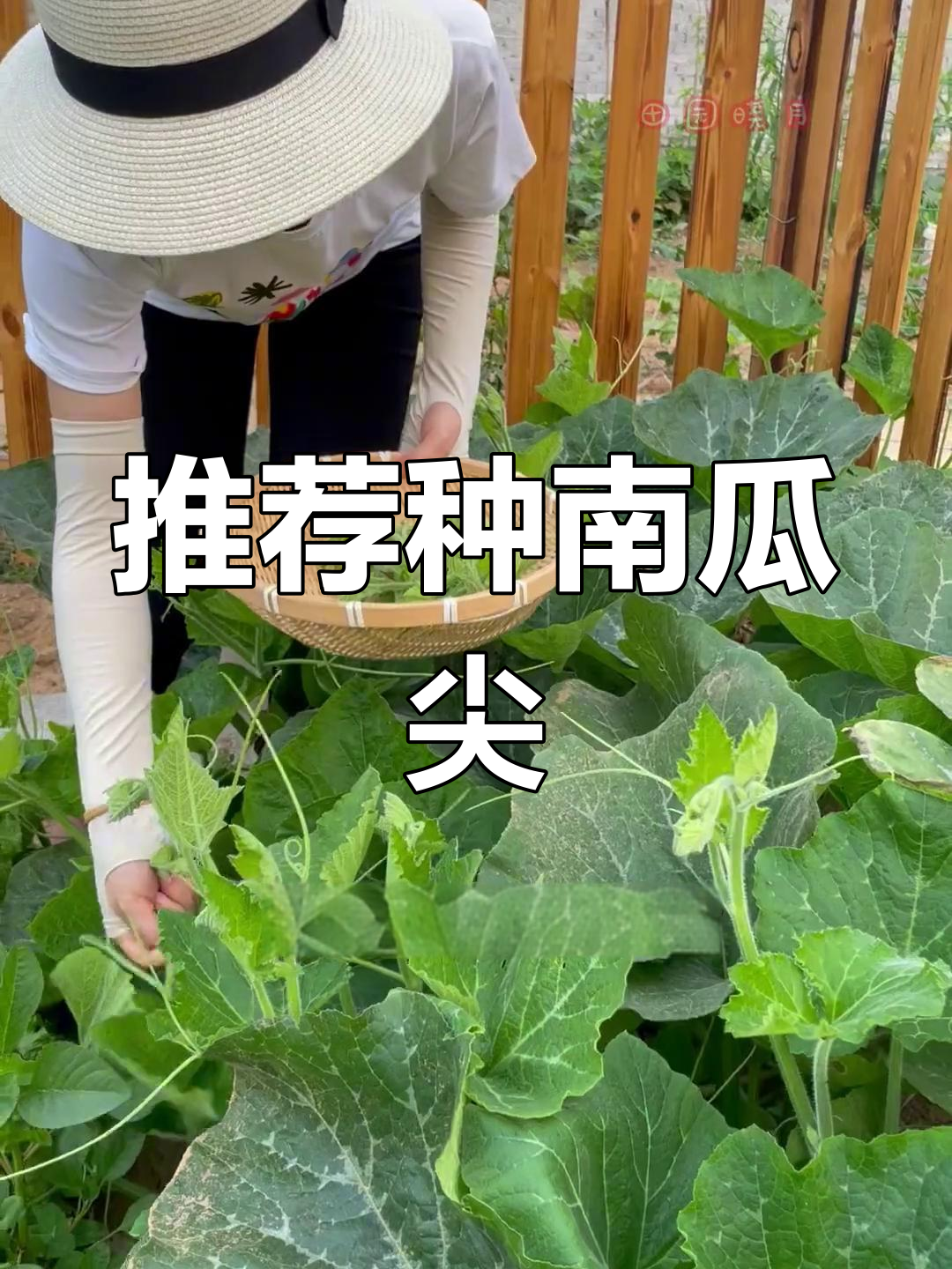 南瓜尖比南瓜更美味,种植简单又高产