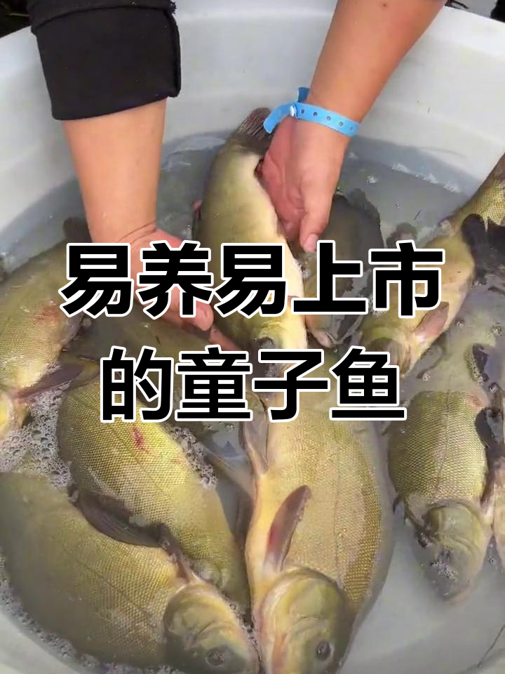 丁桂鱼:耐寒抗病,养殖简单