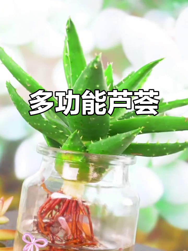 芦荟盆栽,既美观又实用,防辐射吸甲醛,多肉植物首选