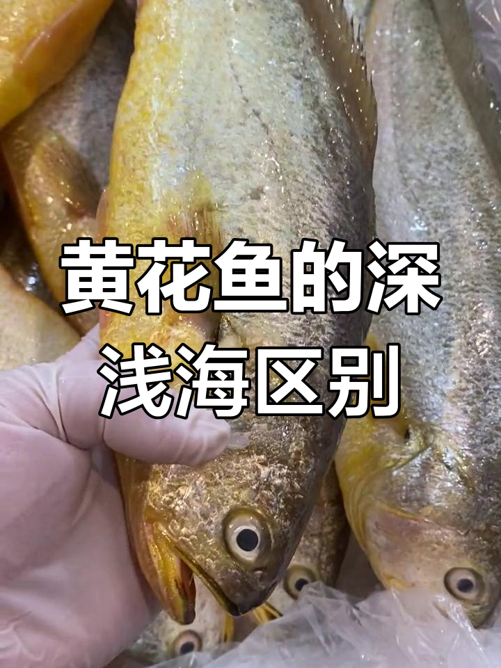 海水黄花鱼与淡水养殖的区别,深海才是正宗!