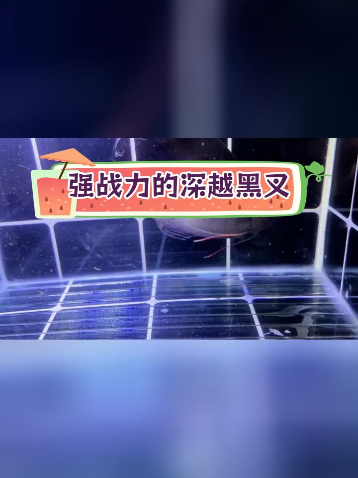 巨黑斗鱼,16.7公分超强战斗力