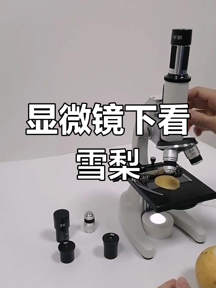 雪梨放大500倍,实细胞惊艳登场!