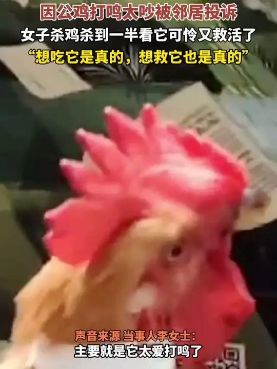 近日，贵州贵阳。因公鸡打鸣太吵被邻居投诉，女子杀鸡杀到一半看它可怜又救活了。“想吃它是真的