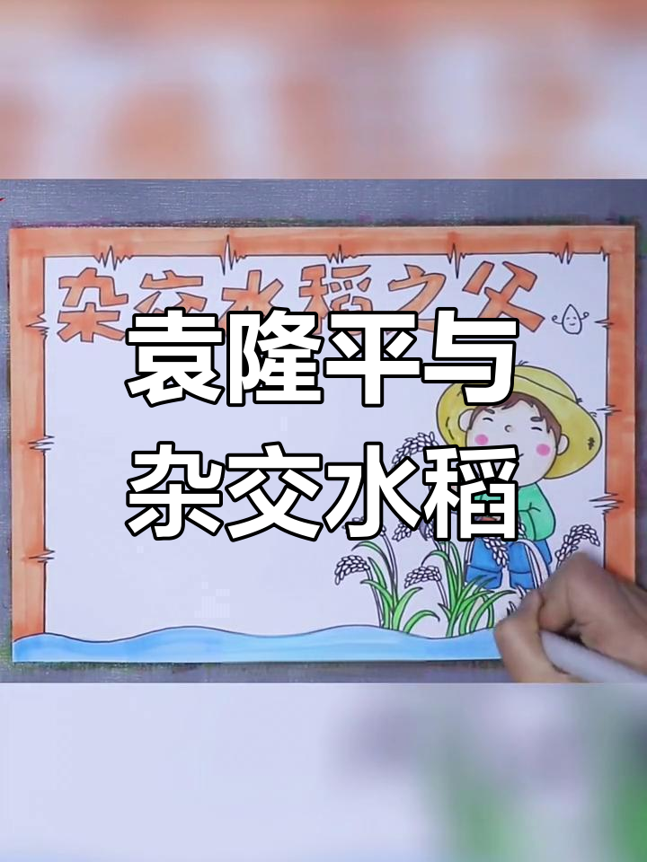 袁隆平杂交水稻的传奇故事,手抄报展示