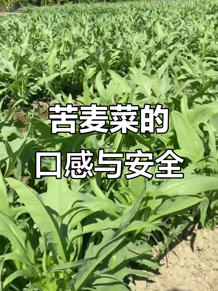 苦麦菜到底甜不甜?农药问题让人头疼