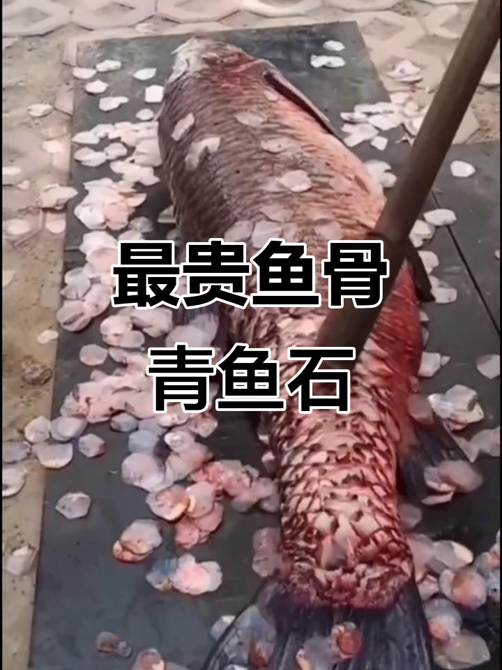 青鱼石:最贵的鱼骨头,竟能驱凶辟邪!