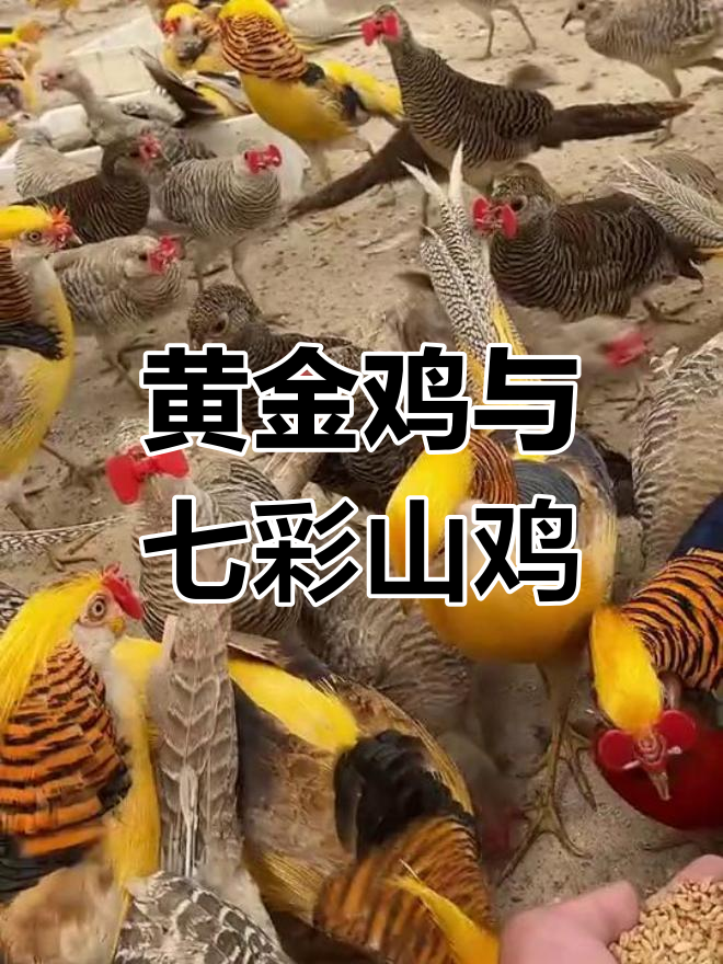 专业养殖黄金鸡与七彩山鸡