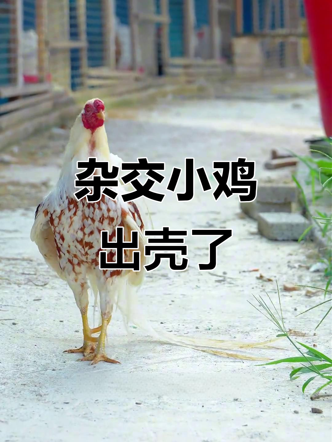 雅酷哈马公鸡与泰和乌母鸡的后代,五枚蛋全受精孵化成功