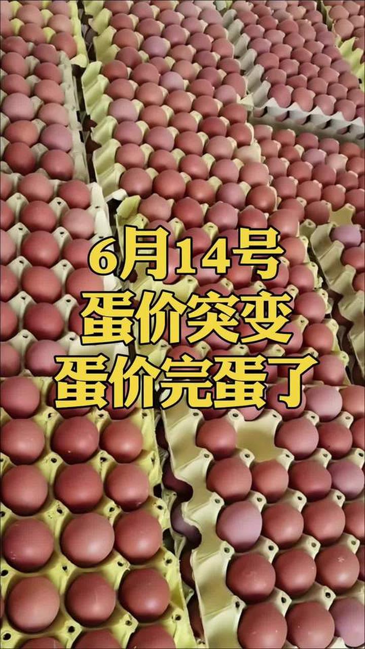 河北粉蛋与淘汰鸡价格 东莞信立市场最新情况