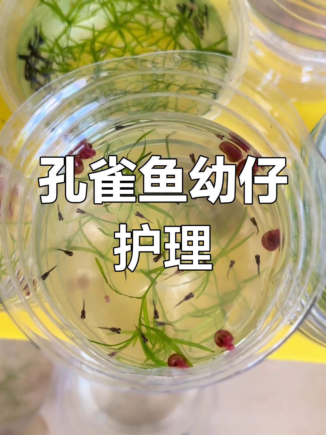 孔雀鱼幼崽养护技巧,轻松又省心!
