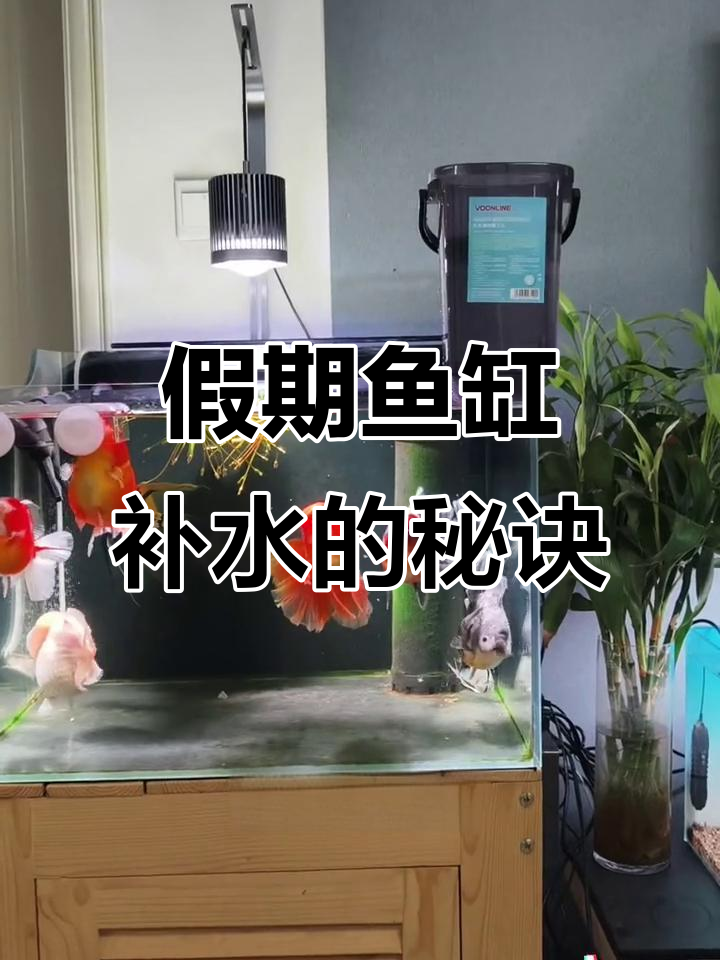 假期出门,记得给鱼缸装个补水器,免得鱼儿缺水