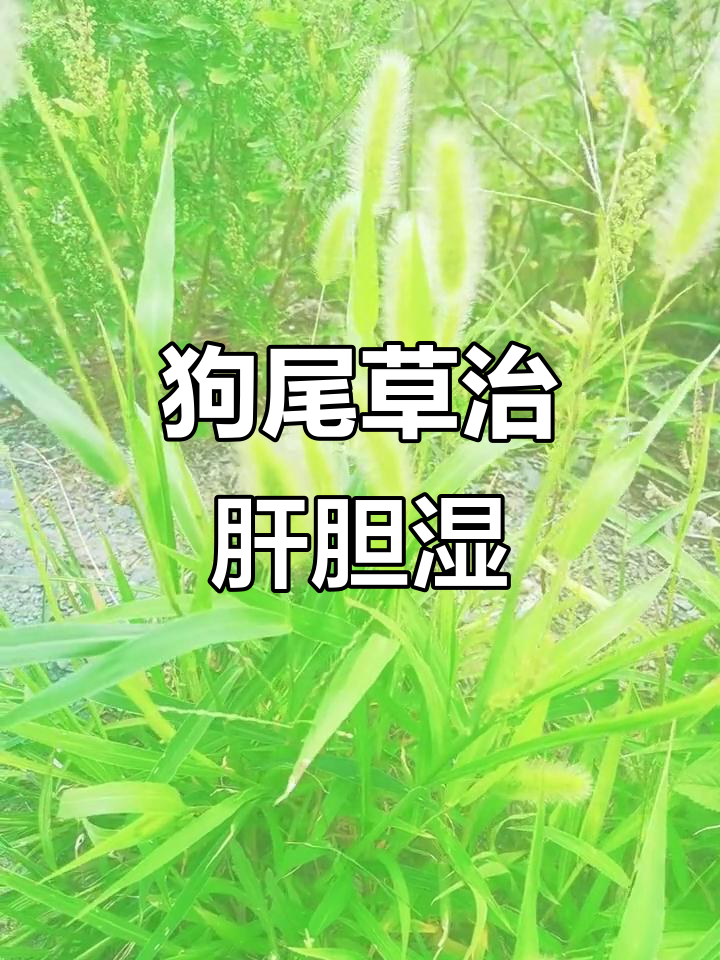 早起口干口苦?试试狗尾草加姨麻菜,效果惊人