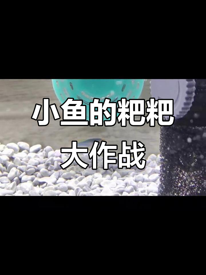 小鱼拉粑粑,爸爸终于找到了!