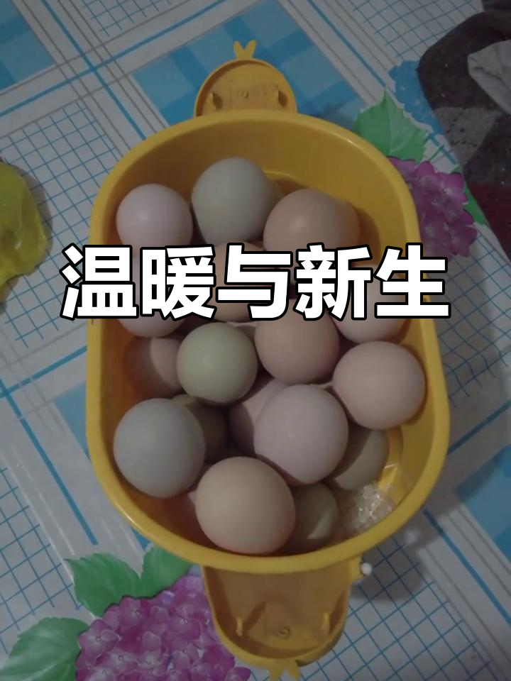 天气转暖,笨鸡下蛋了!攒10天孵化小鸡