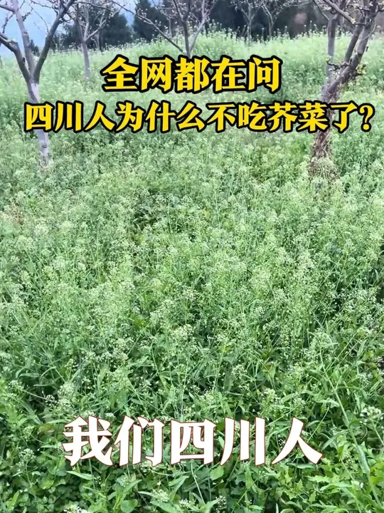 全网都在问,四川人为什么不吃芥菜了?因为我有吃不完的……