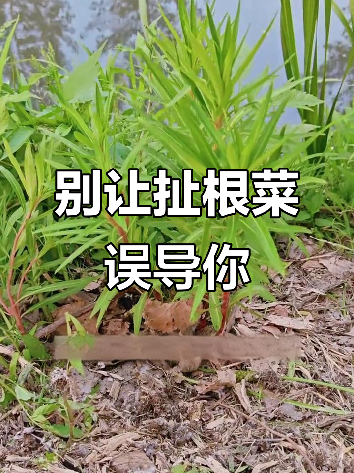 扯根菜与夹竹桃的区别，避免误食！
