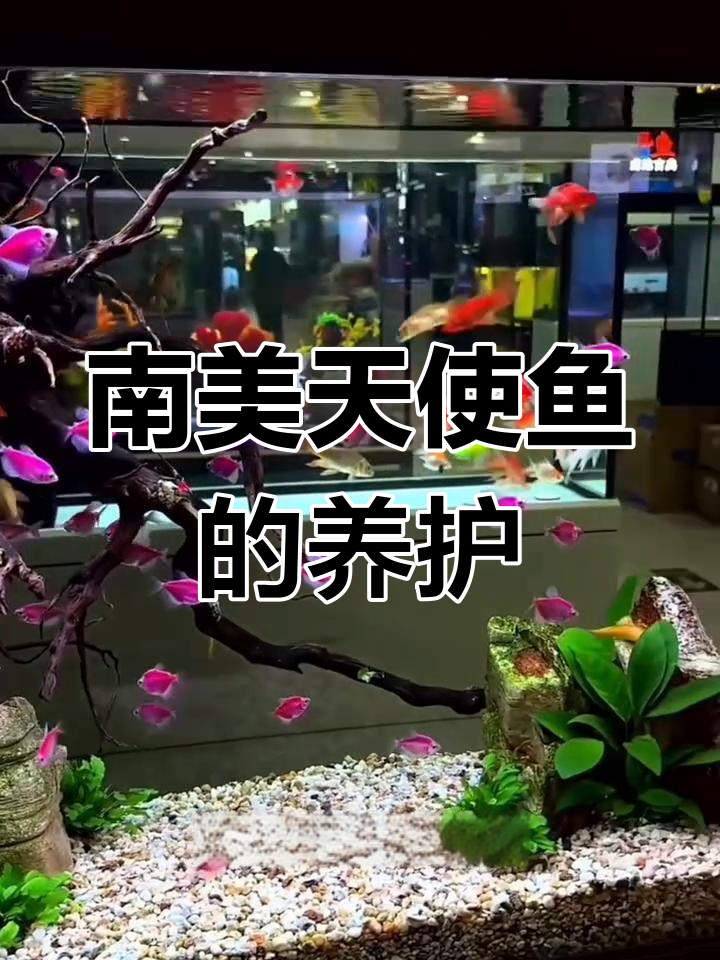 天使鱼:南美温和群居,怕惊吓的美丽水族生物