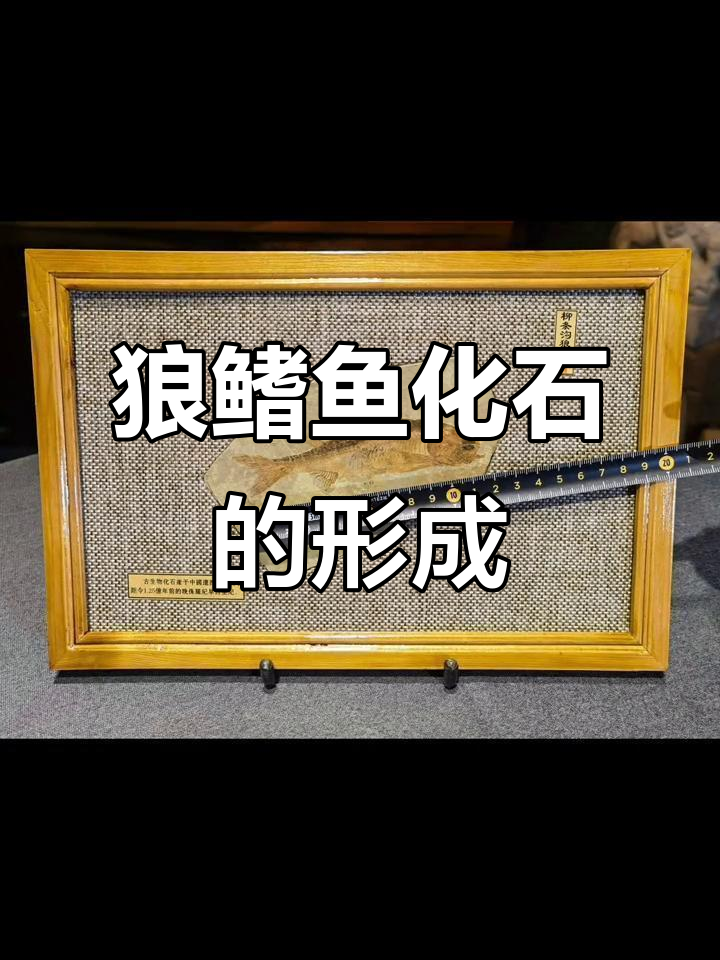 柳条沟狼鳍鱼化石如何形成?火山灰与温室效应的完美结合