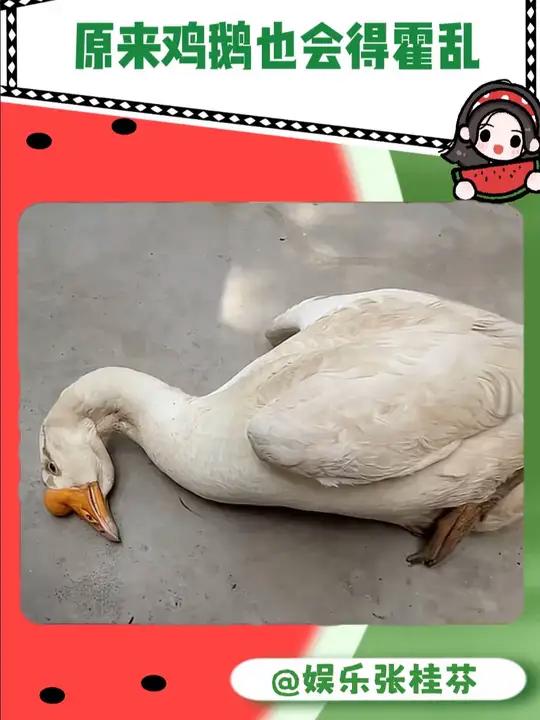 不要啊我的电子哈基米