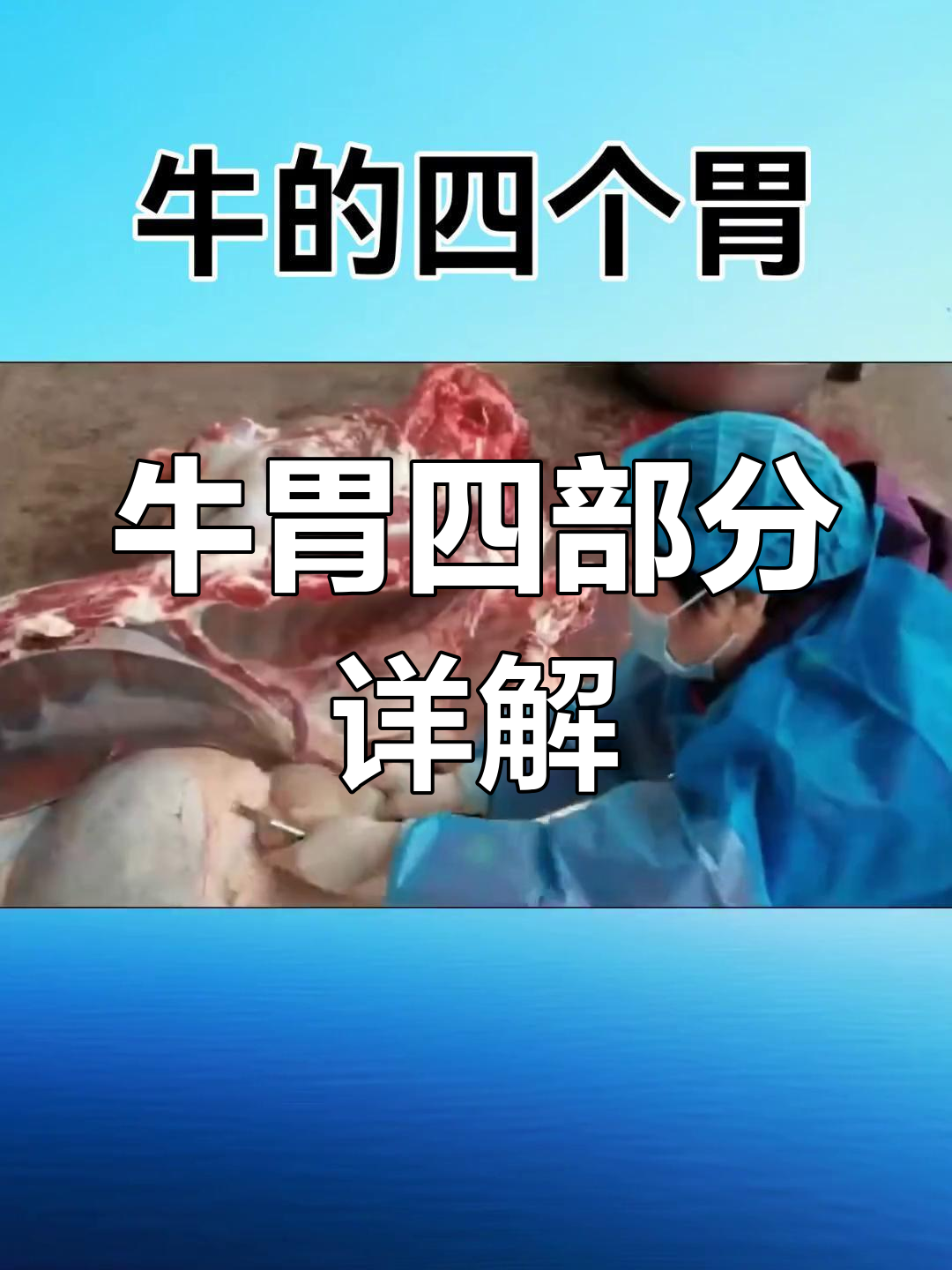 牛胃解剖揭秘:四个胃的详细结构与功能解析