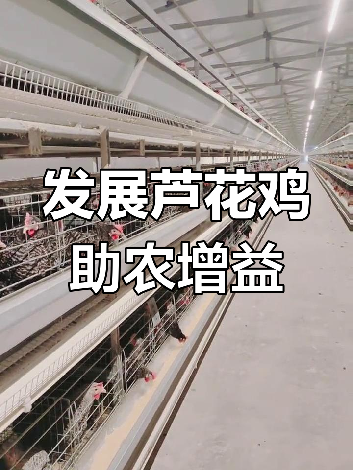 汶上芦花鸡养殖全攻略,助力农民朋友增收致富