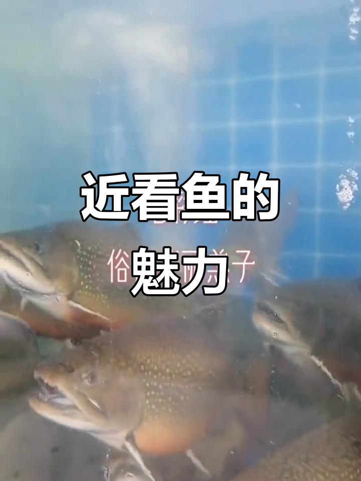 近距离观察鱼类的神奇世界