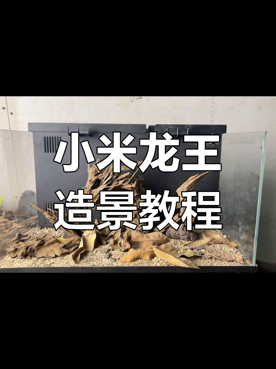 龙王造景全流程,轻松打造小米鱼缸骨架