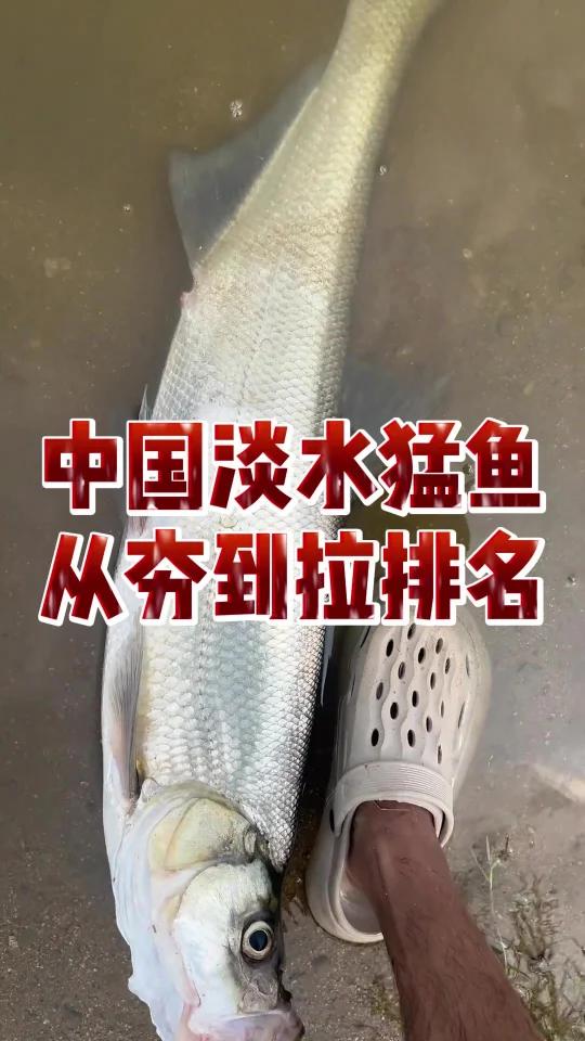 中国淡水猛鱼从夯到拉排名