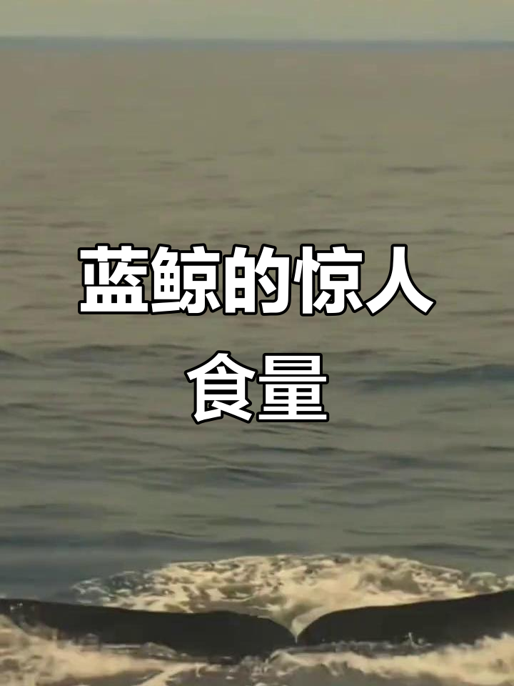 蓝鲸捕食揭秘：如何吞下四百万只磷虾？