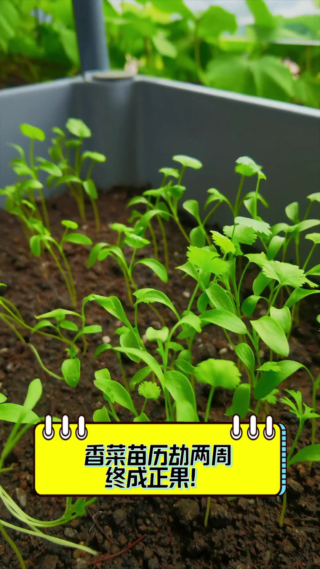 香菜苗历劫两周,终成正果!