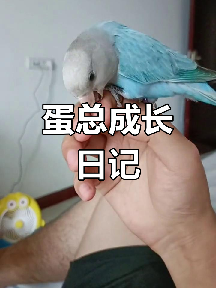 蓝闪牡丹鹦鹉成长记:从灰色到美丽大公鸡的蜕变