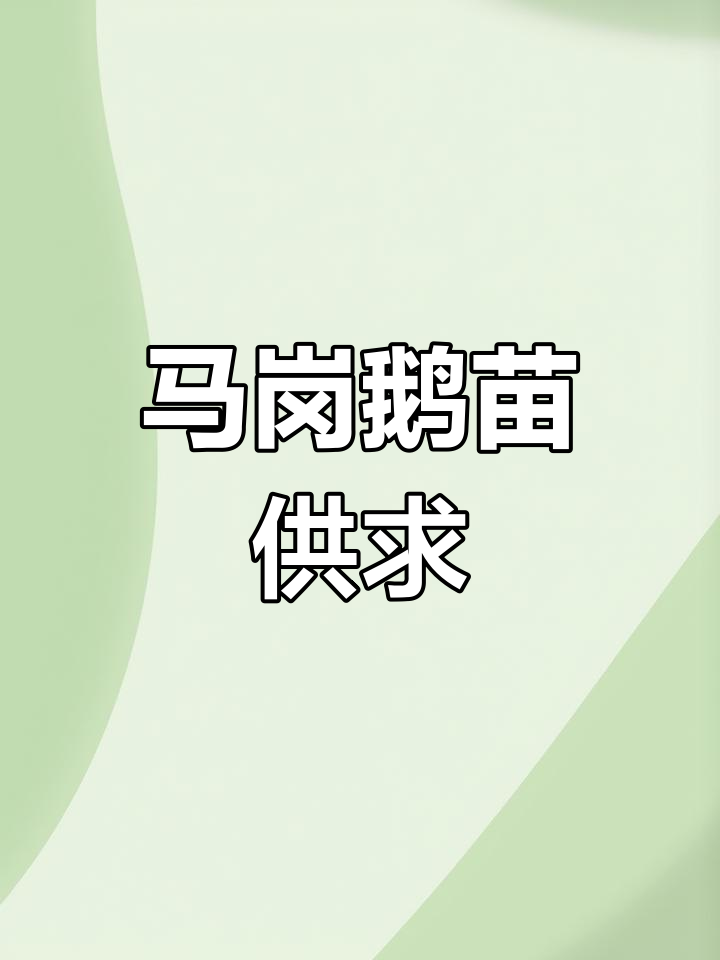 马岗鹅苗供应,养鹅人必备小鹅信息