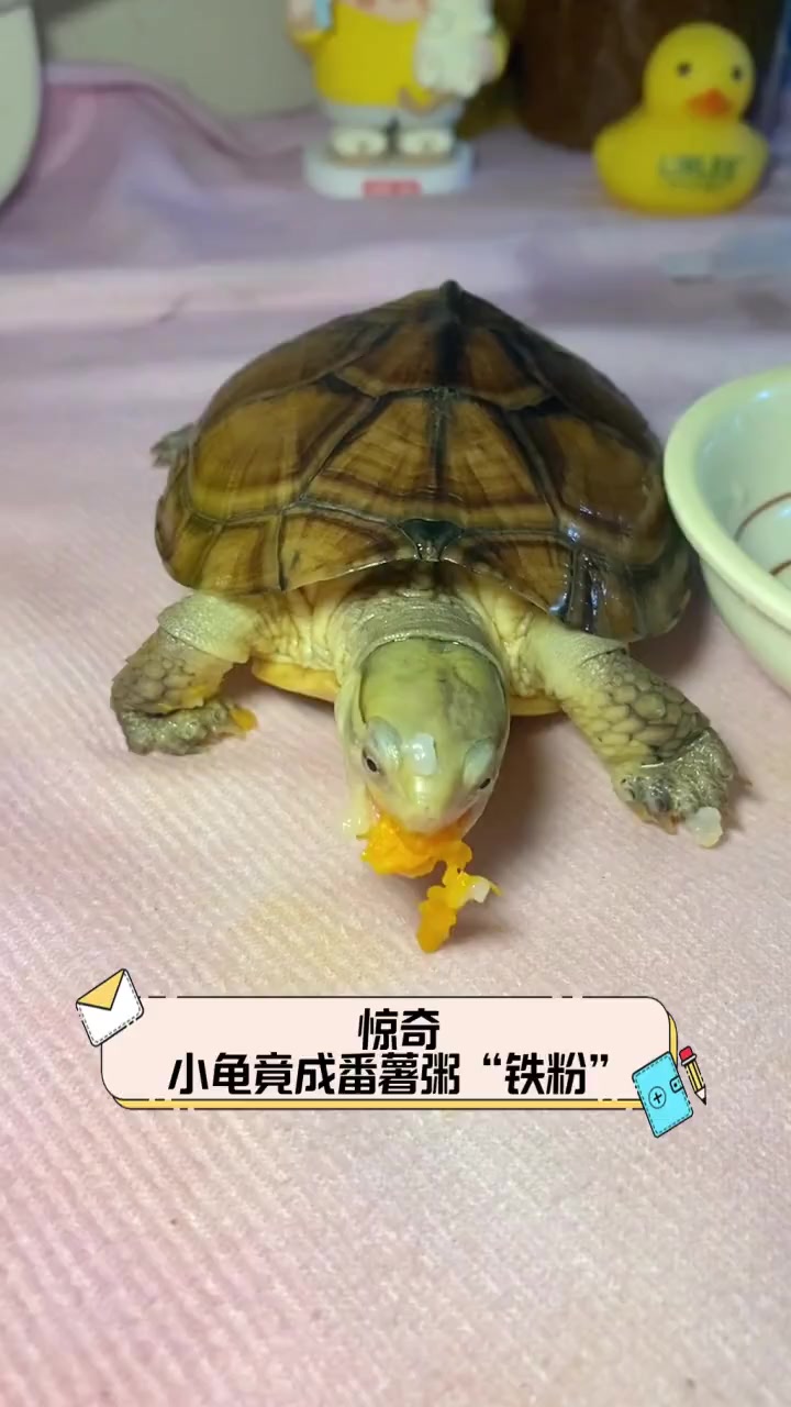 惊奇,小龟竟成番薯粥“铁粉”