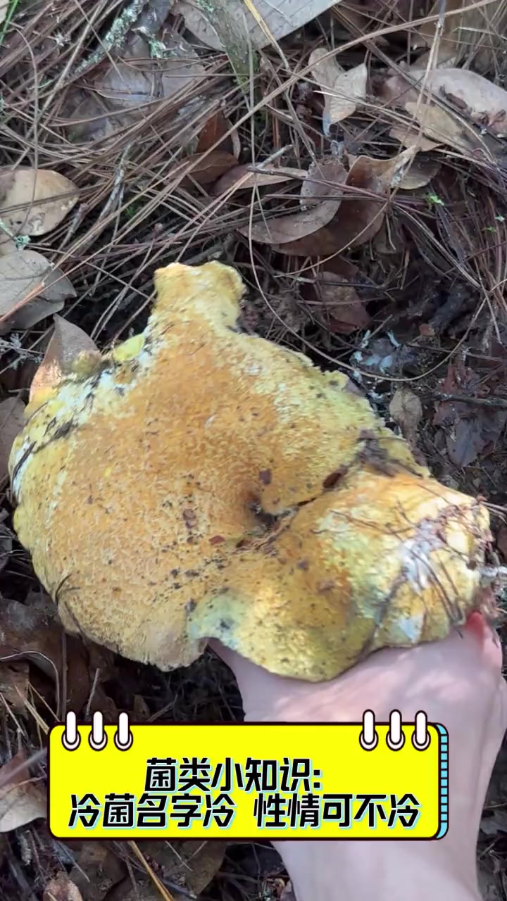 菌类小知识:冷菌名字冷,性情可不冷