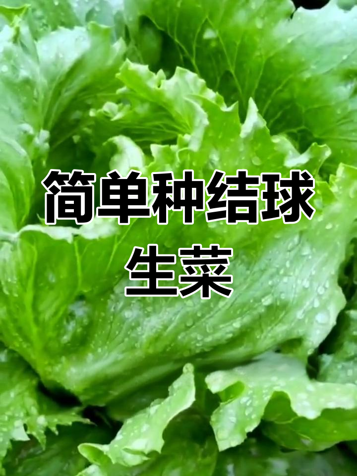 结球生菜:冷凉气候下生长最佳,阳台庭院均可种植